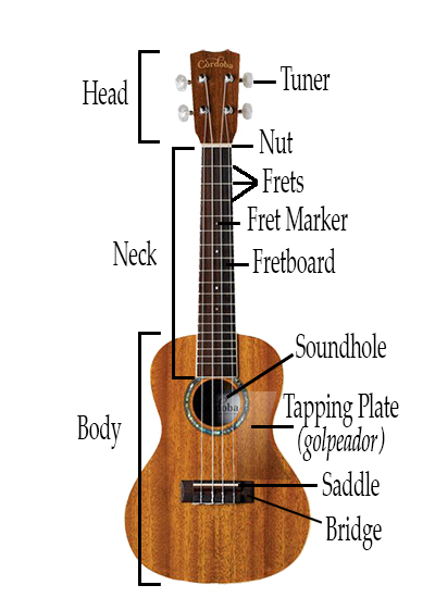image of ukulele with all parts named